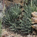 Agave polianthiflora - Photo (c) Jake Scott, todos os direitos reservados, uploaded by Jake Scott