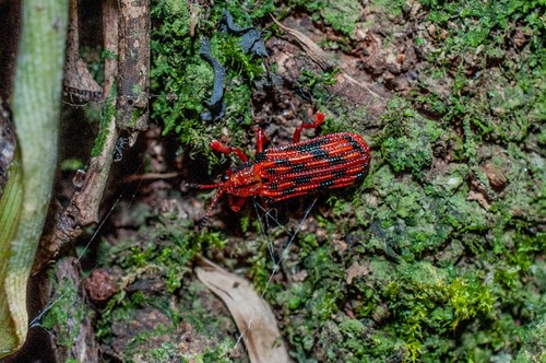 Acentroptera zikani