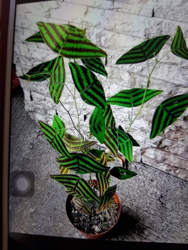 swallowtail plant