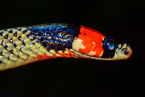 Aesculapian False Coral Snake