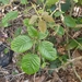 Rubus moorei - Photo (c) Reece Taverner, todos los derechos reservados, subido por Reece Taverner
