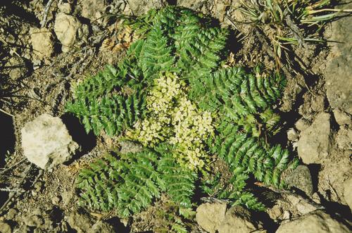 Haplosciadium abyssinicum
