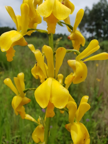Vlei Harlequin