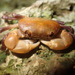 Epigrapsus politus - Photo (c) yalan, todos los derechos reservados, subido por yalan