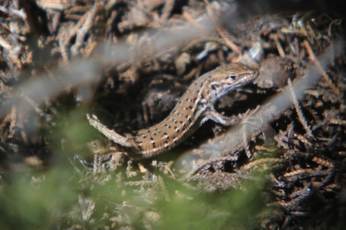 Western Psammodromus