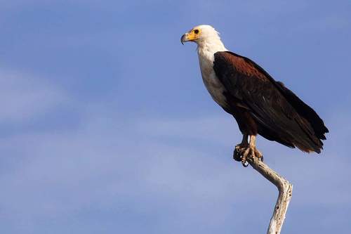African Fish-Eagle
