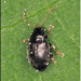 Potato Flea Beetle - Photo (c) Alain Hogue, all rights reserved, uploaded by Alain Hogue