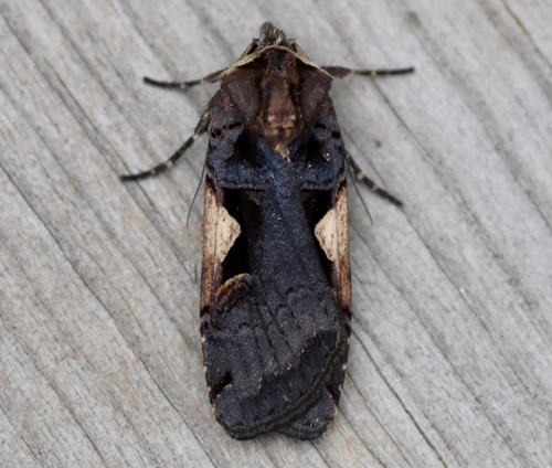 taxonomy_inaturalist image for Letter