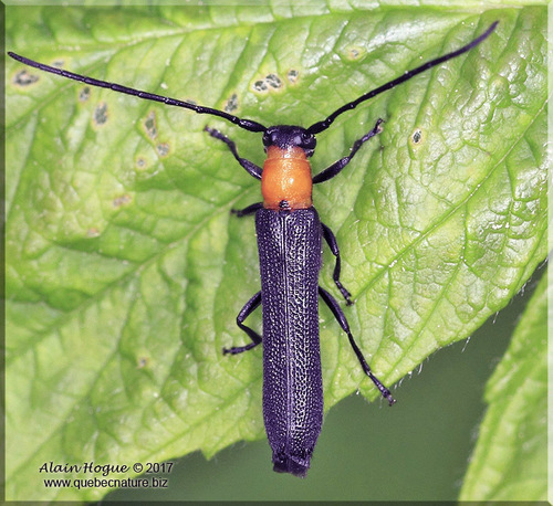 Oberea affinis Harris, 1841