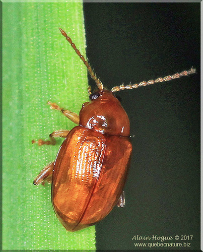 Neocrepidodera robusta · iNaturalist