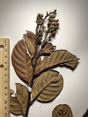Lithocarpus nodosus