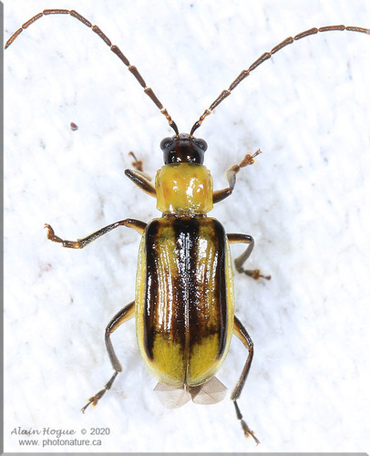 Western Corn Rootworm