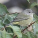 Eastern Orange-crowned Warbler - Photo (c) Robyn Koch, all rights reserved, uploaded by Robyn Koch