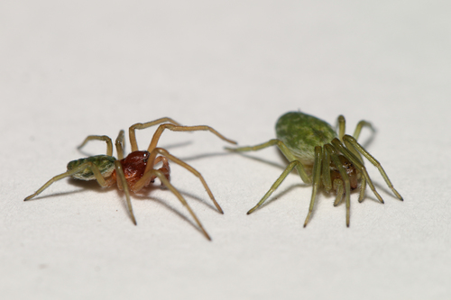 Green Meshweaver