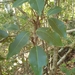 Mischocarpus anodontus - Photo (c) Reece Taverner, todos los derechos reservados, subido por Reece Taverner