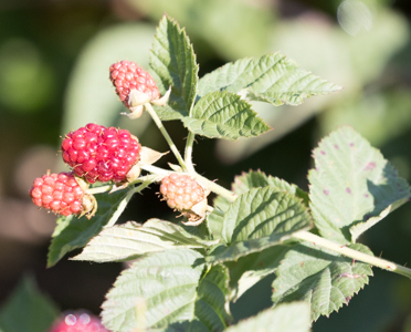 iNaturalist observation photo of trailing blackberry
