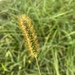 Yellow Foxtail - Photo (c) Tracy Le, all rights reserved, uploaded by Tracy Le
