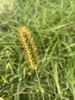 Yellow Foxtail - Photo (c) Tracy Le, all rights reserved, uploaded by Tracy Le