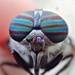 Tabanidae - Photo (c) anthony brooks, όλα τα δικαιώματα διατηρούνται, uploaded by anthony brooks