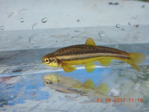 Northern Redbelly Dace