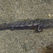New Zealand Black Goby - Photo (c) Simon Franicevic, all rights reserved, uploaded by Simon Franicevic
