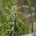Hoary Nettle - Photo (c) Andy Lazere, all rights reserved