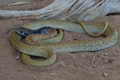 Baja California Coachwhip