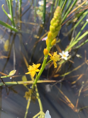 Bulbine monophylla