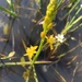 Bulbine monophylla - Photo (c) Philip Myburgh, כל הזכויות שמורות, הועלה על ידי Philip Myburgh