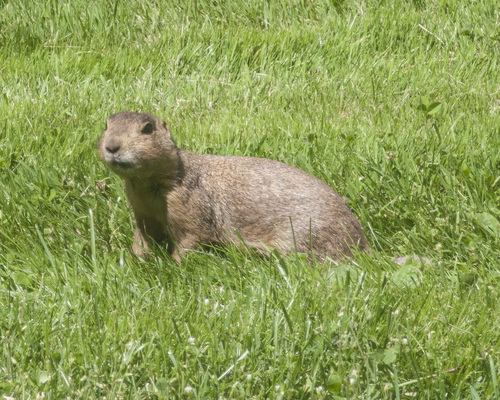 Gunnison's Prairie Dog