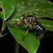 Dicranus schrottkyi - Photo (c) Projeto Mantis, todos los derechos reservados, subido por Projeto Mantis