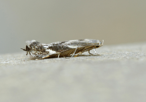 Dicranoctetes