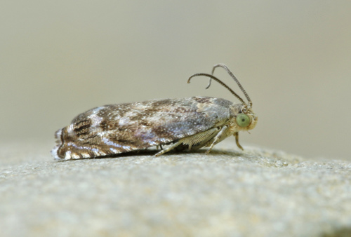 Pea Moth