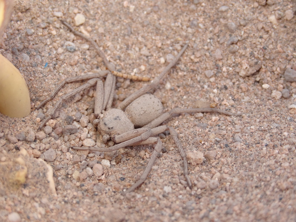 Six-eyed Sand Spider from El Loa, Antofagasta, Chile on February 04