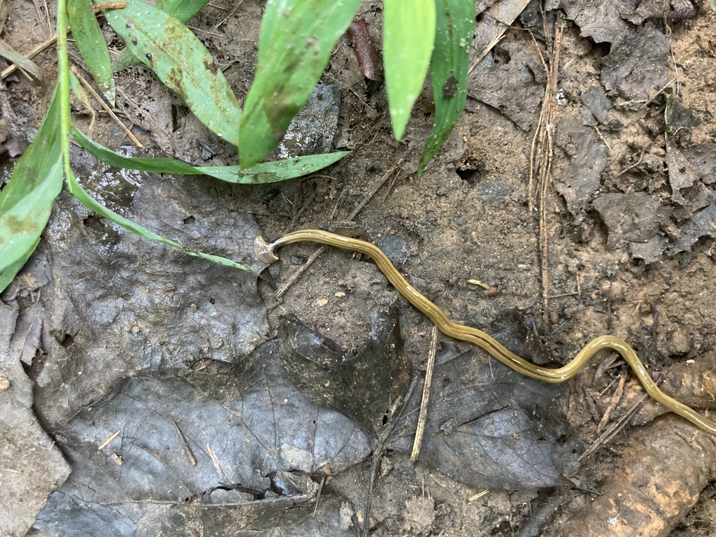 Shovelheaded Garden Worm from Ainsworth Dr, Greensboro, NC, US on