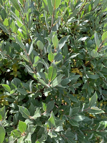Salix glauca var. villosa