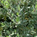 Salix glauca villosa - Photo (c) Tim Gander, todos los derechos reservados, subido por Tim Gander