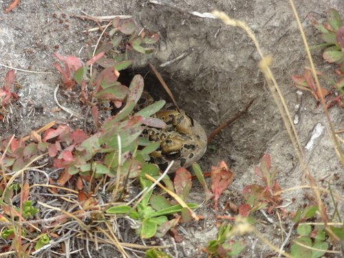 iNaturalist observation photo of Yosemite Toad