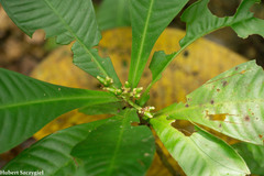 Psychotria psychotriifolia image