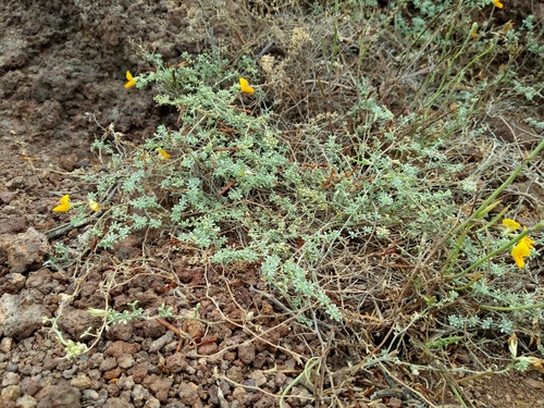 trevina