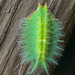 Crowned Slug Moth - Photo (c) Steven Daniel, all rights reserved, uploaded by Steven Daniel