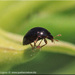 Micro Lady Beetle - Photo (c) Alain Hogue, all rights reserved, uploaded by Alain Hogue