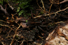 Image of Trochosa spinipalpis
