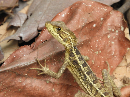 Brown Basilisk