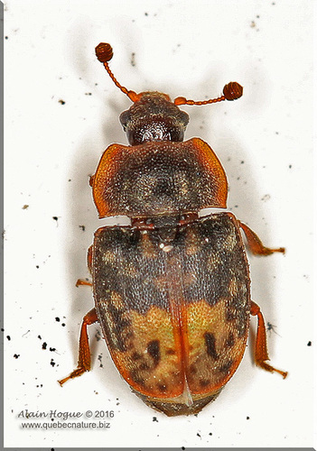 Omosita nearctica Kirejtshuk, 1987