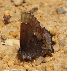 Callophrys henrici image