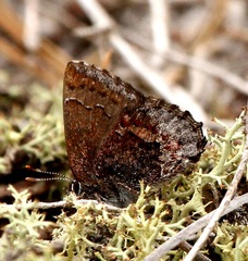 Callophrys polios image
