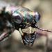 Escarabajos Y Parientes - Photo (c) Jeong Yoo, todos los derechos reservados, uploaded by Jeong Yoo