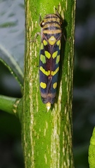 Image of Dilobopterus pardalinus