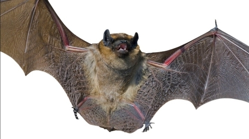 photo of House Bats (Eptesicus)